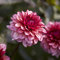 Dahlia Molly Raven - Dahlie 'Molly Raven' - Dahlien-Zwiebeln