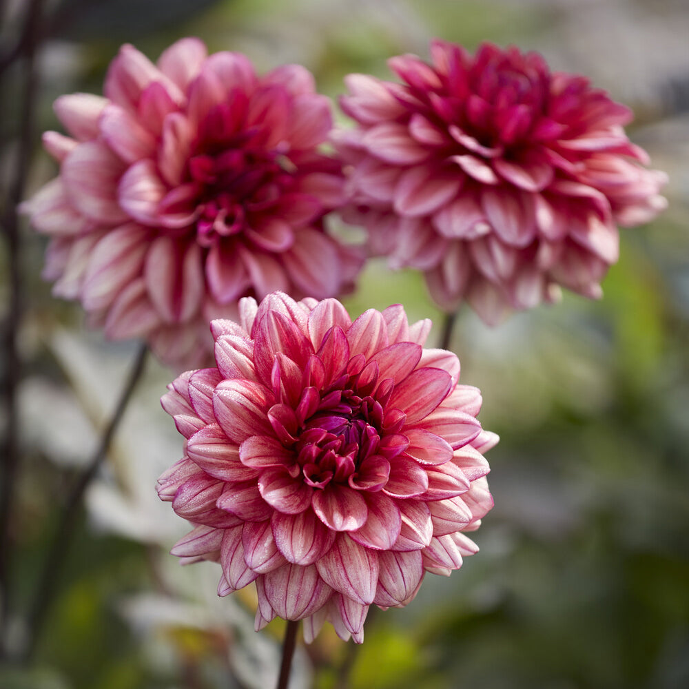 Dahlie 'Molly Raven' - Bakker
