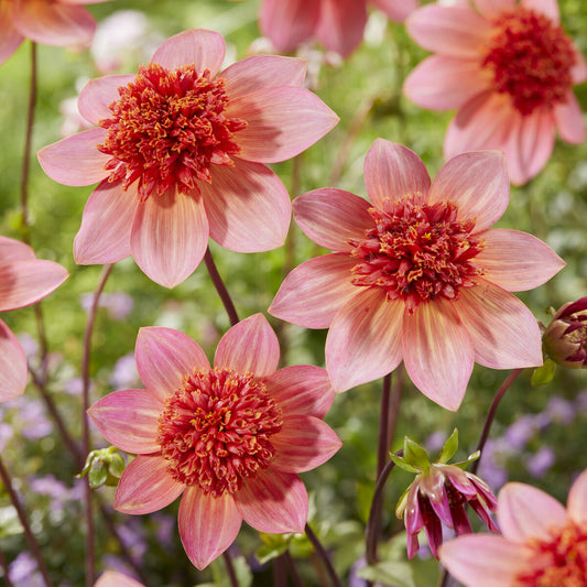 Anemonen-Dahlie ‘Totally Tangerine’ - Bakker