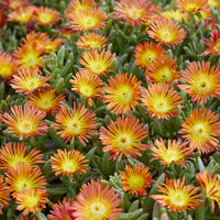 Delosperma Wheels of Wonder® Orange - Mittagsblume ‘Wheels of Wonder’® Orange - Delosperma - Mittagsblume