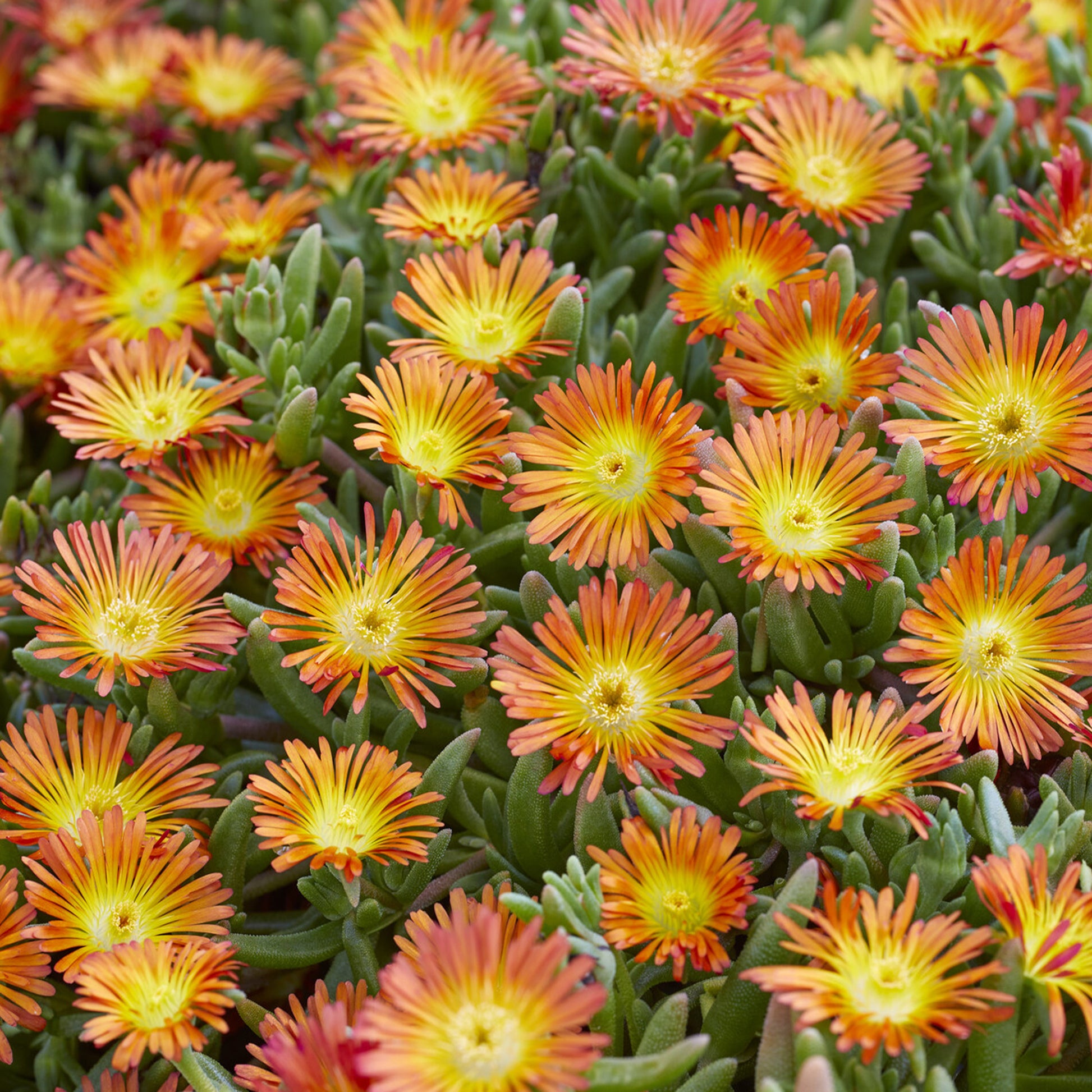 Delosperma Wheels of Wonder® Orange - Mittagsblume ‘Wheels of Wonder’® Orange - Delosperma - Mittagsblume