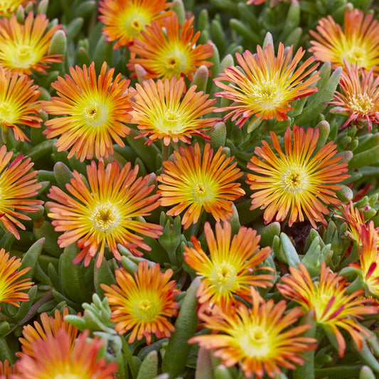 Mittagsblume ‘Wheels of Wonder’® Orange - Bakker