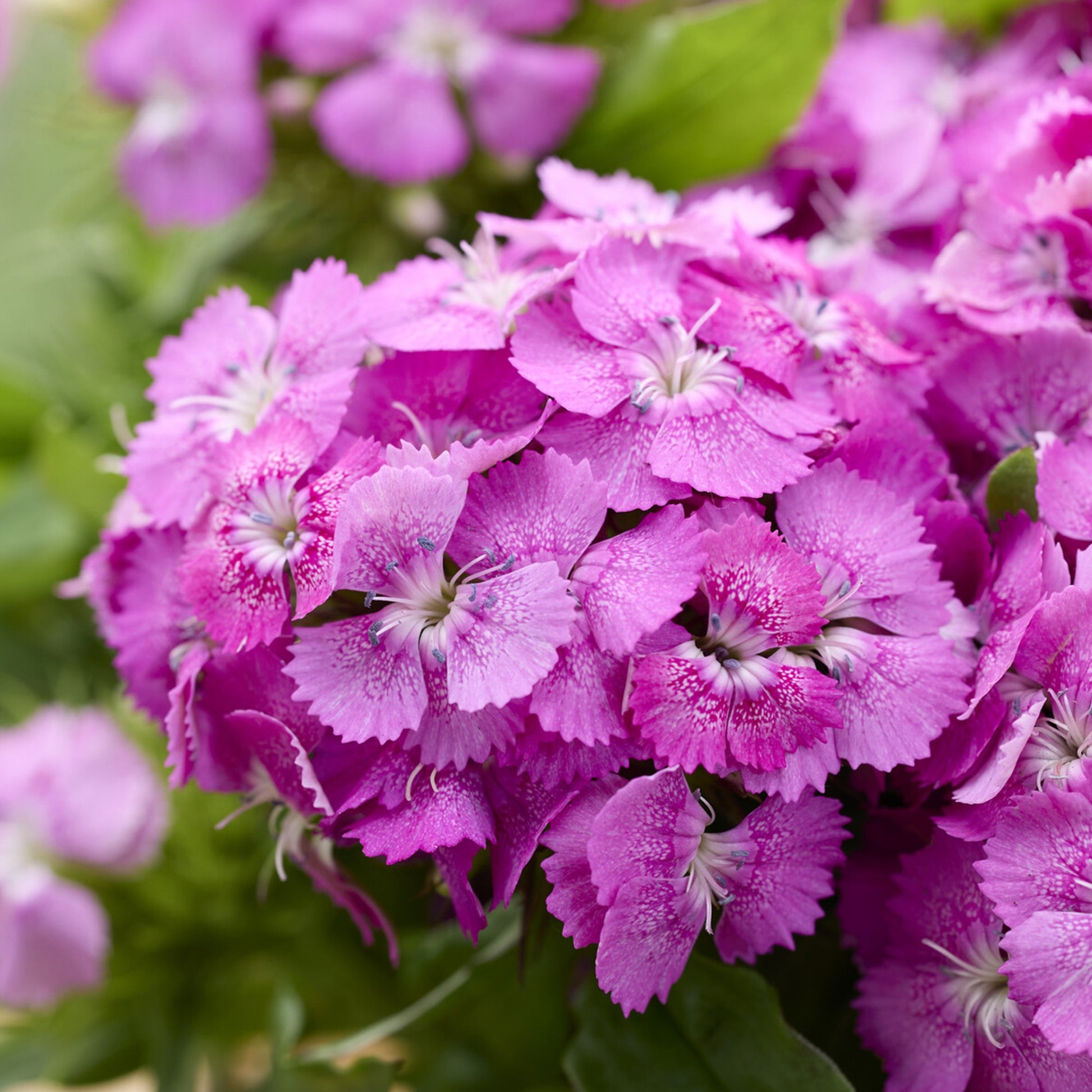 Bartnelke ‘Barbarini Pink’ - Dianthus barbatus Barbarini Pink - Bakker