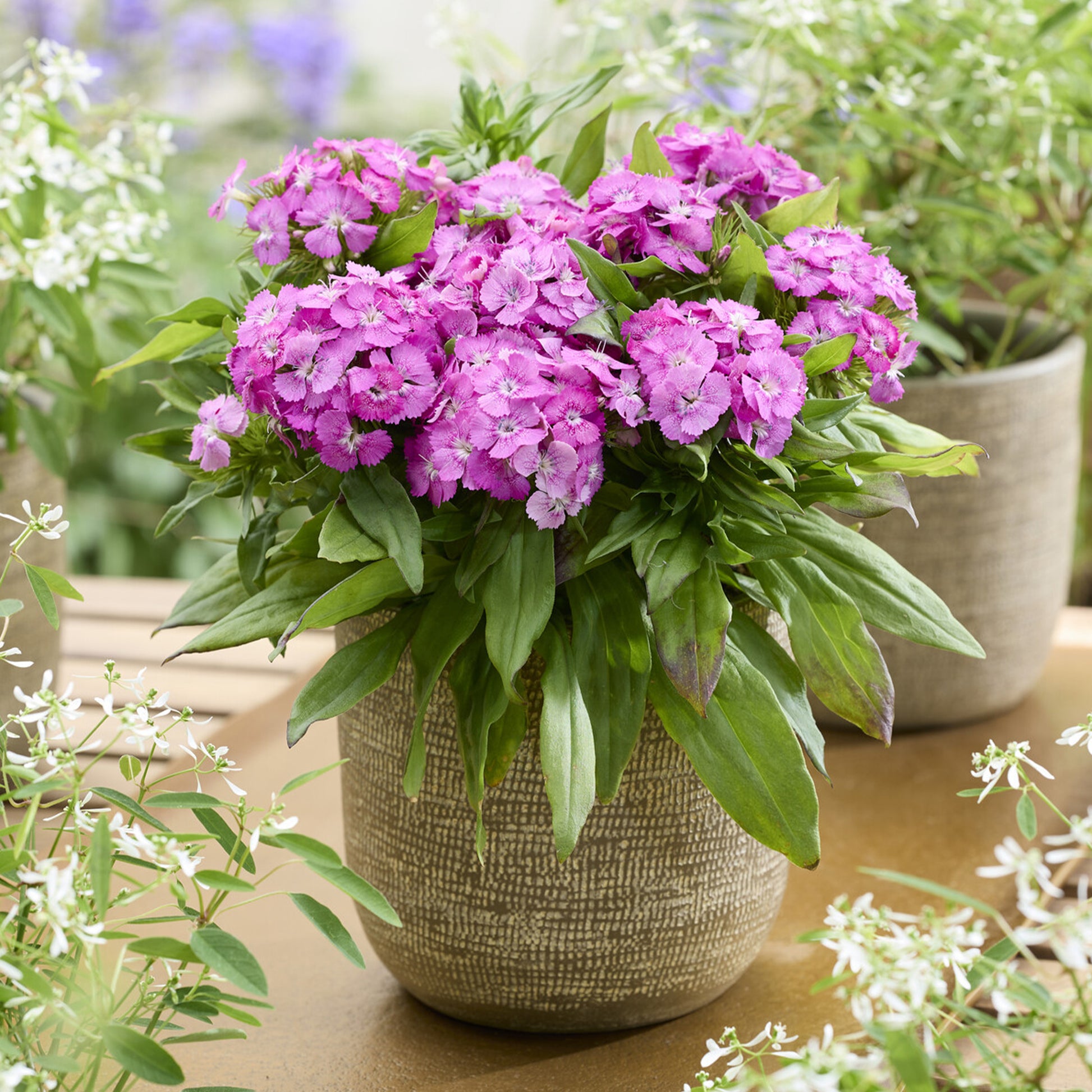Bartnelke ‘Barbarini Pink’ - Bakker