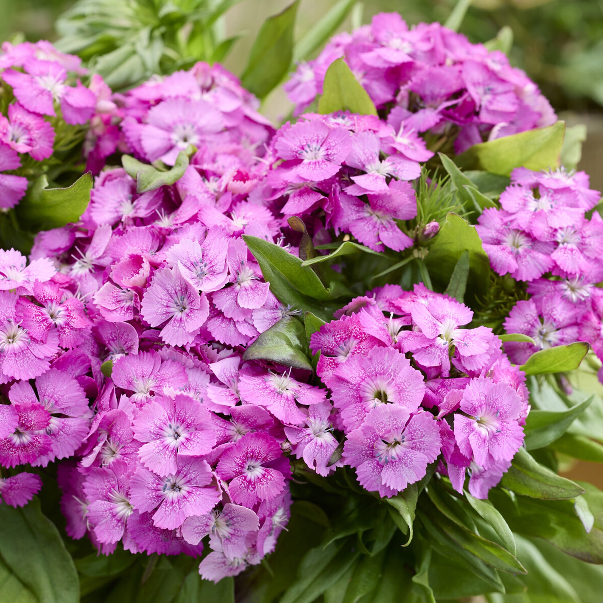 Dianthus barbatus Barbarini Pink - Bartnelke ‘Barbarini Pink’ - Nelken - Dianthus