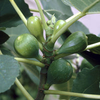 Ficus carica Goutte d'Or - Feige 'Goutte d'Or' - Feigenbäume