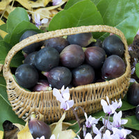 Ficus carica Noire de Caromb - Feige 'Noire de Caromb' - Feigenbäume