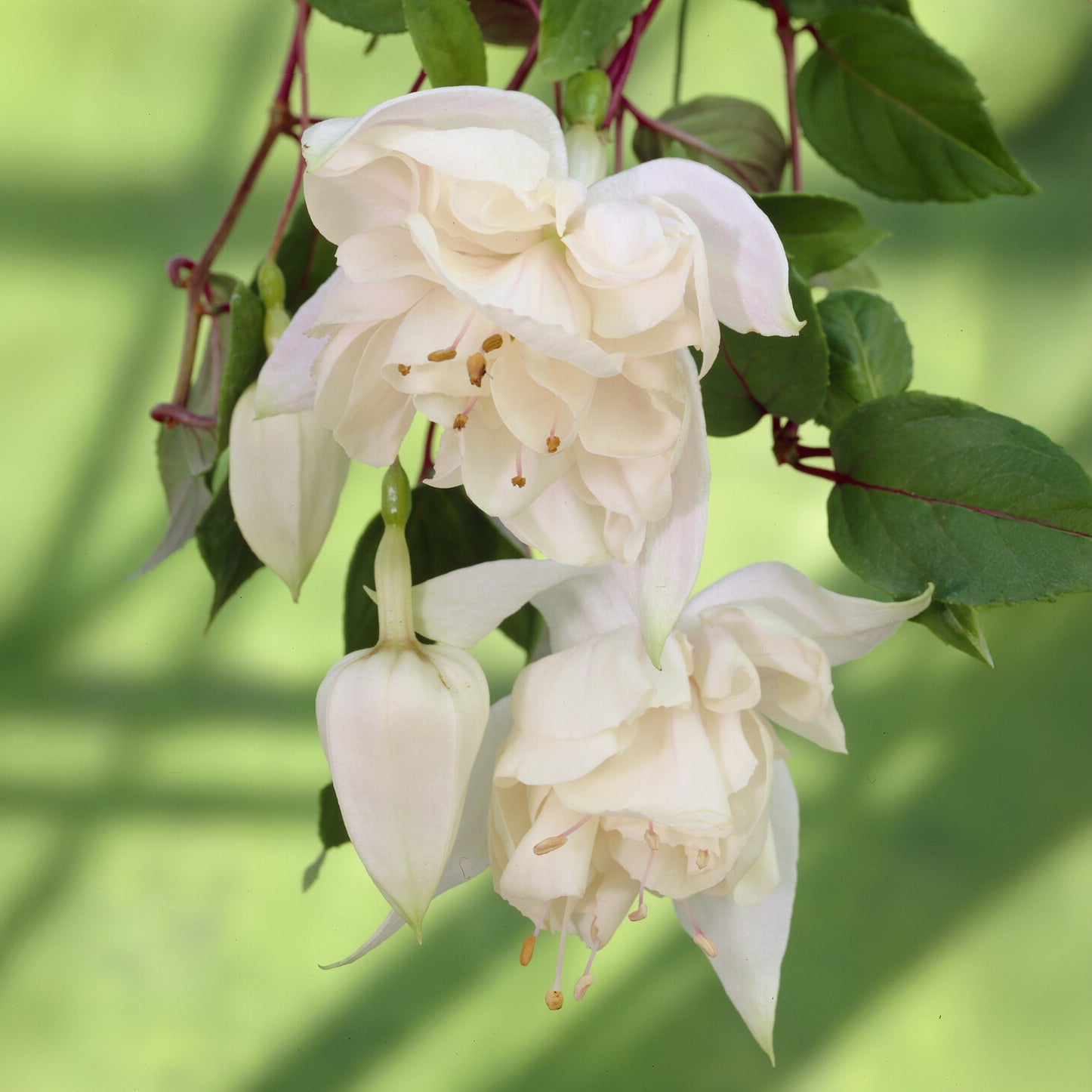 Fuchsia Pink Marshmallow - Hänge-Fuchsie 'Pink Marshmallow' - Fuchsien