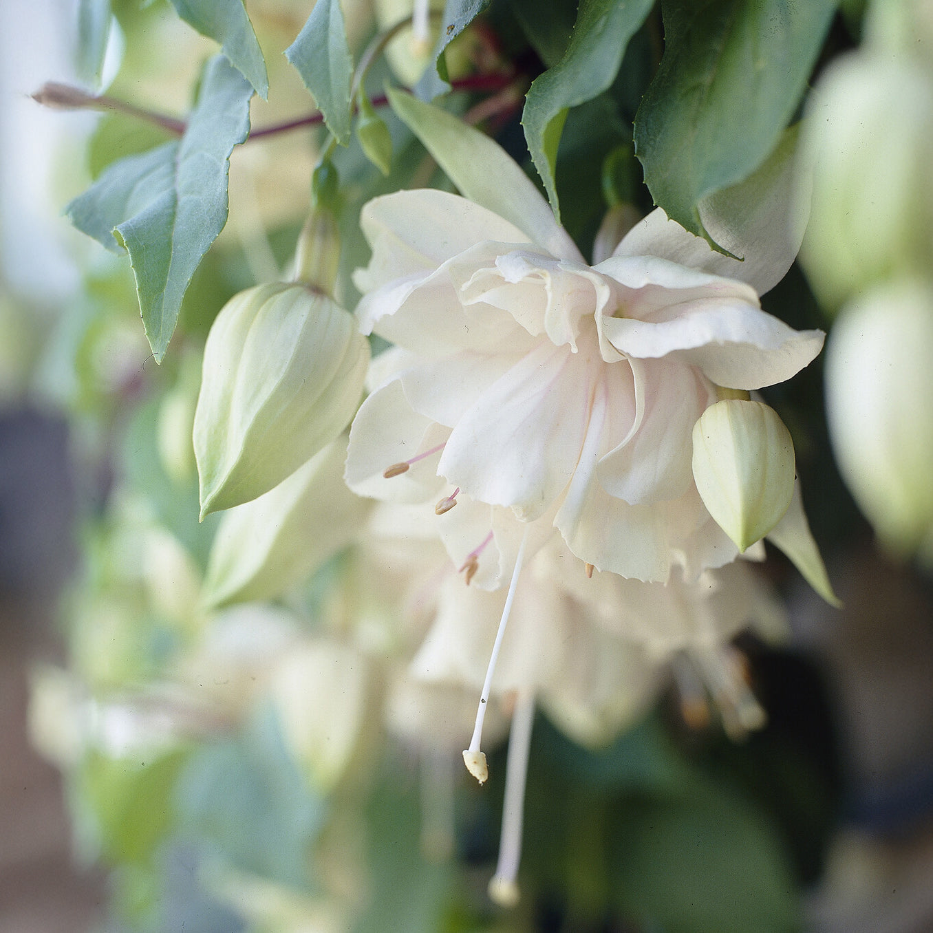 Hänge-Fuchsie 'Pink Marshmallow' - Bakker