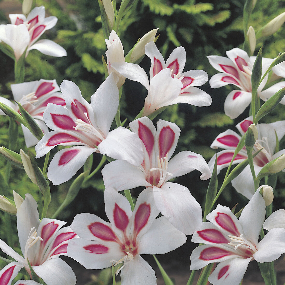 Gladiolus nanus Prins Claus - Zwerg-Gladiolen ‘Prins Claus’ (x15) - Gladiole-Zwiebeln