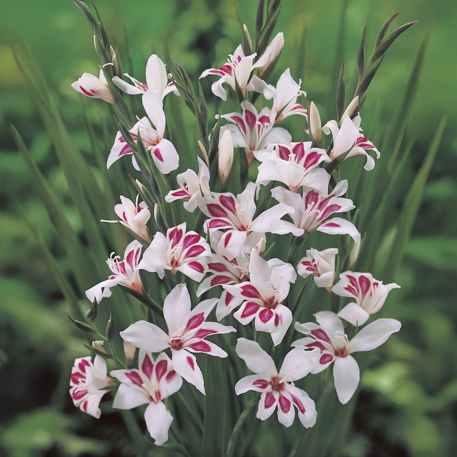 Zwerg-Gladiolen ‘Prins Claus’ (x15) - Gladiolus nanus Prins Claus - Bakker