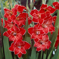 Gladiolus primulinus Atom - Gladiolen ‘Atom’ (x15) - Gladiole-Zwiebeln
