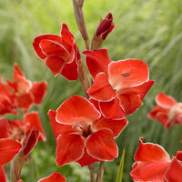 Gladiolen ‘Atom’ (x15) - Gladiolus primulinus Atom - Bakker