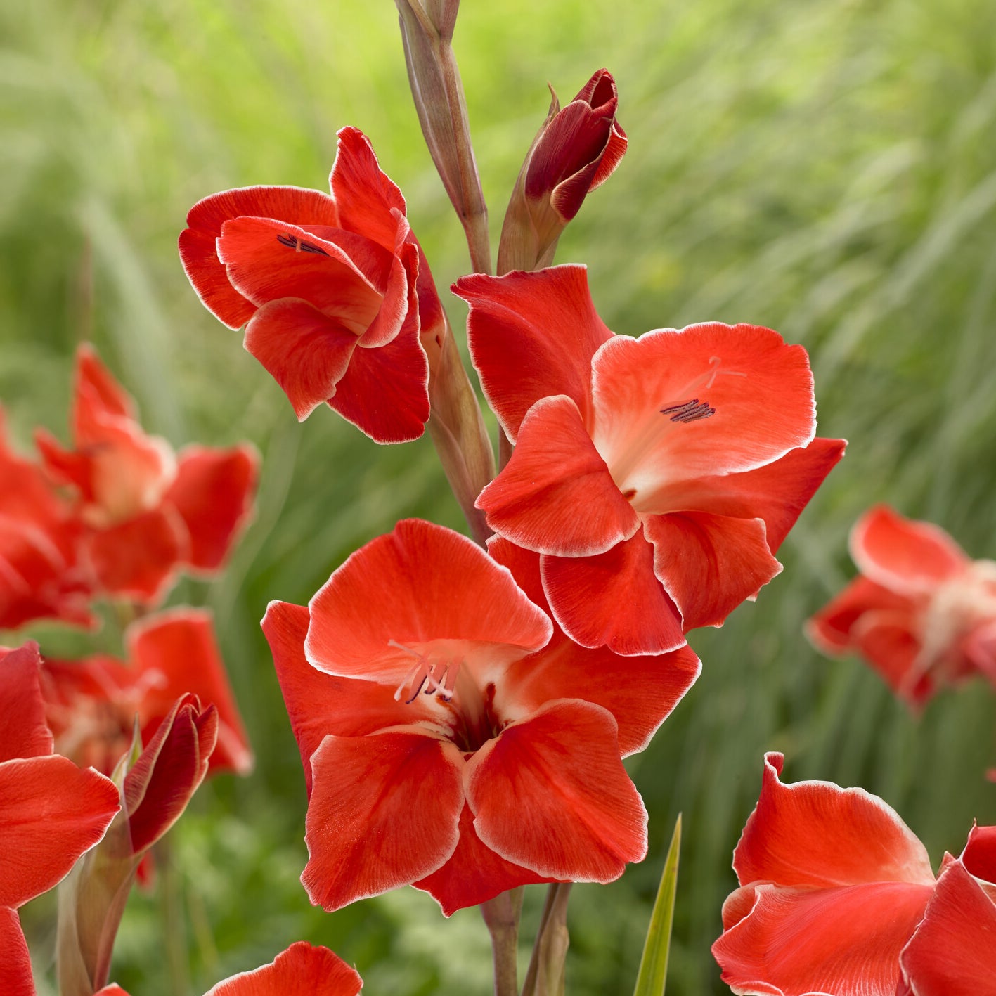 Gladiolen ‘Atom’ (x15) - Gladiolus primulinus Atom - Bakker