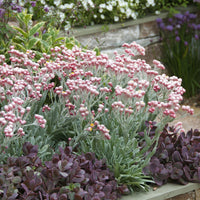 Helichrysum amorginum Ruby Cluster ® - Currykraut ‘Ruby Cluster’® - Stauden
