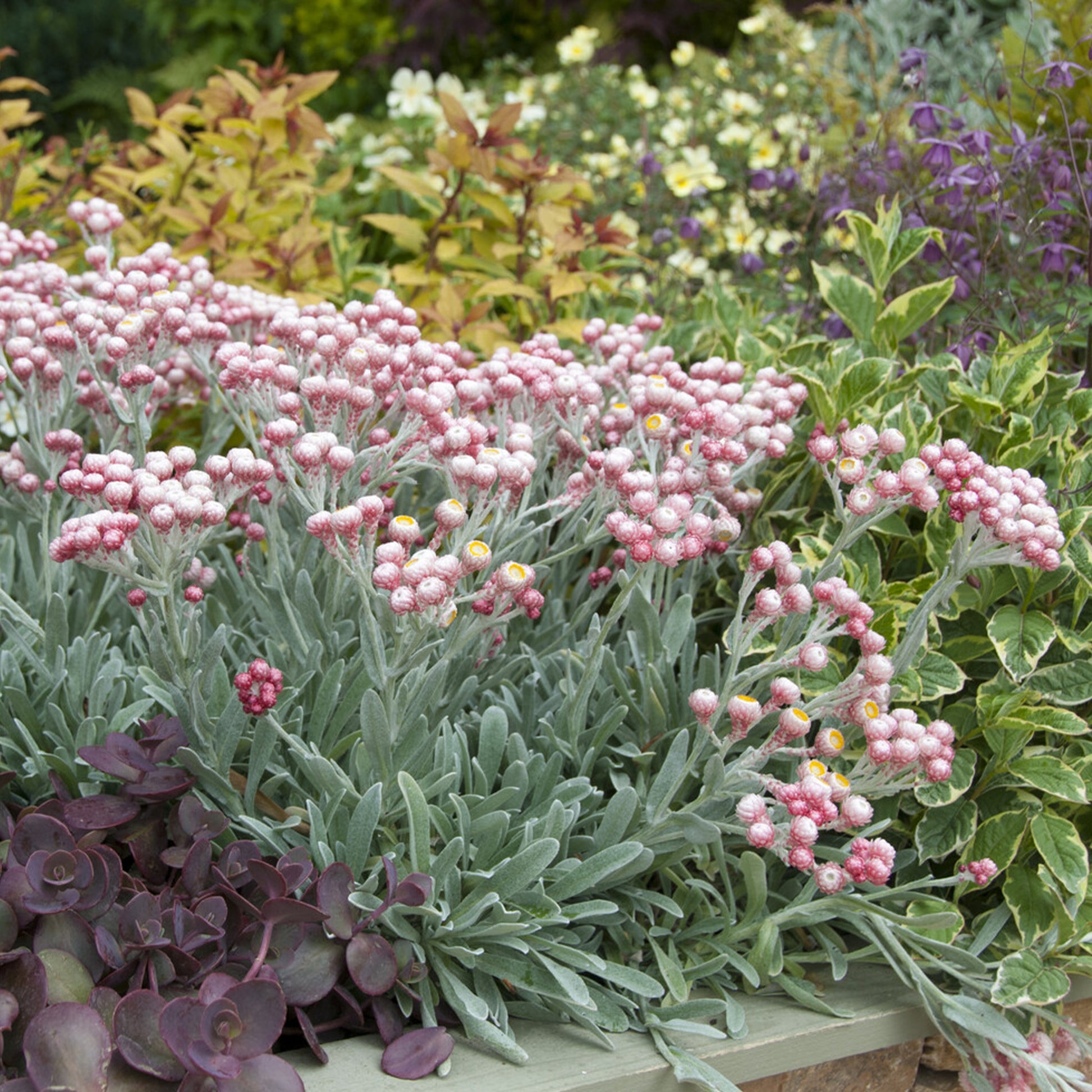 Currykraut ‘Ruby Cluster’® - Bakker
