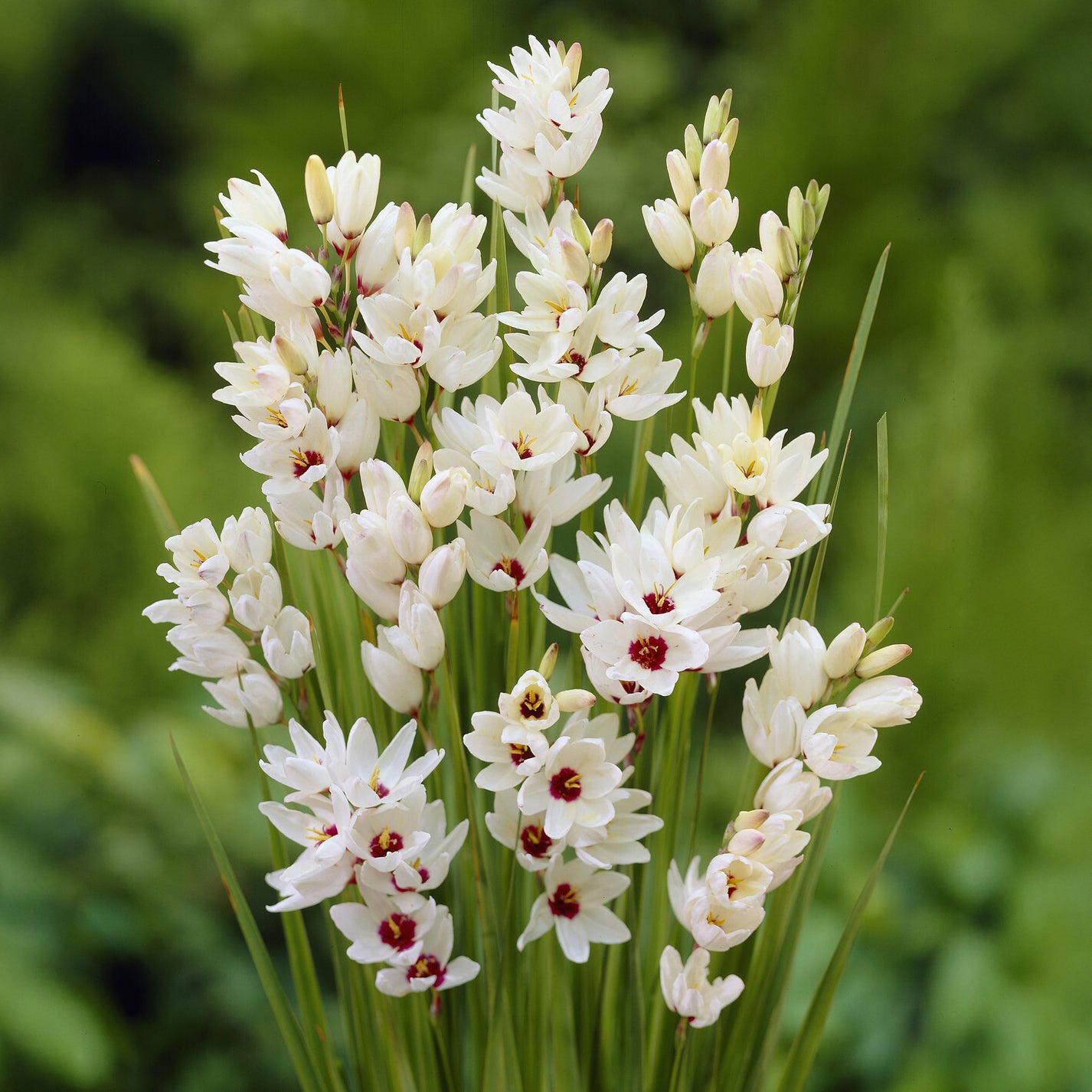 Ährenlilie 'Giant' (x25) - Bakker