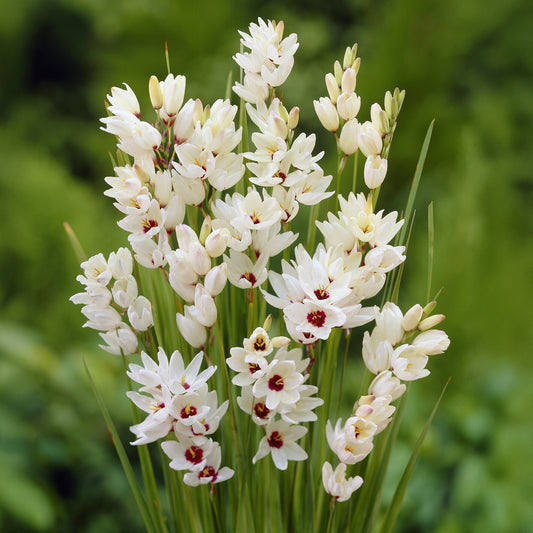 Ährenlilie 'Giant' (x25) - Bakker