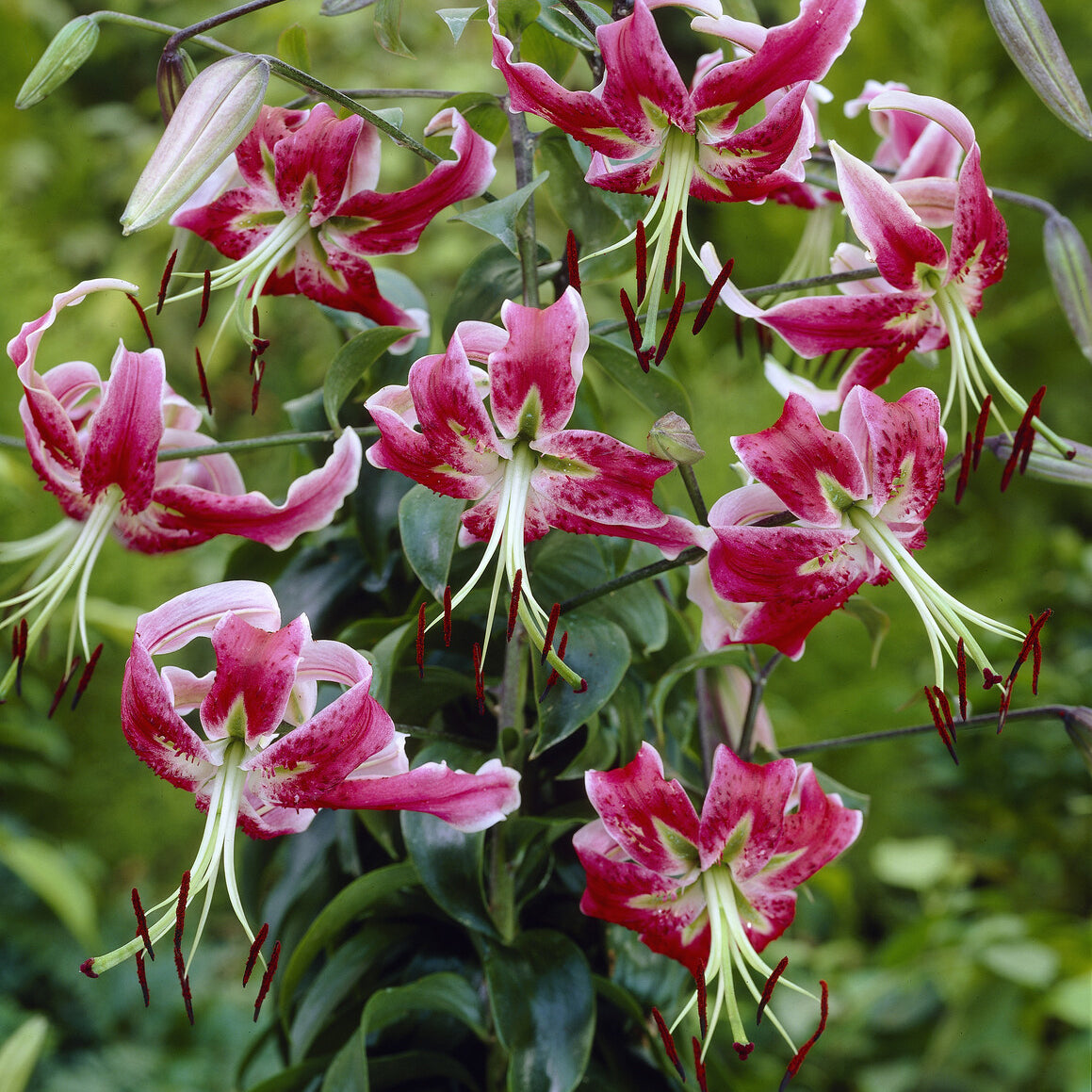 Türkenbundlilie 'Black Beauty' - Bakker