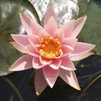Seerosen - Seerose ‘Colorado’ - Nymphaea Colorado