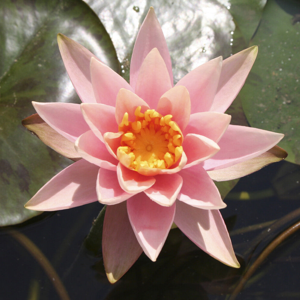 Seerosen - Seerose ‘Colorado’ - Nymphaea Colorado
