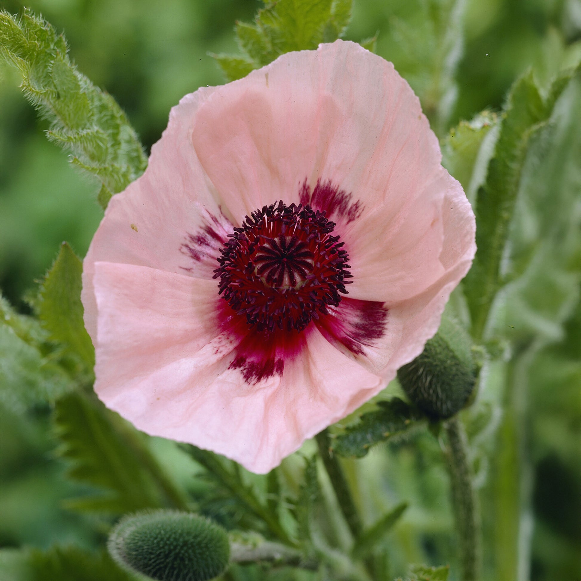 Orient-Mohn 'Karine' - Papaver orientale Karine - Bakker