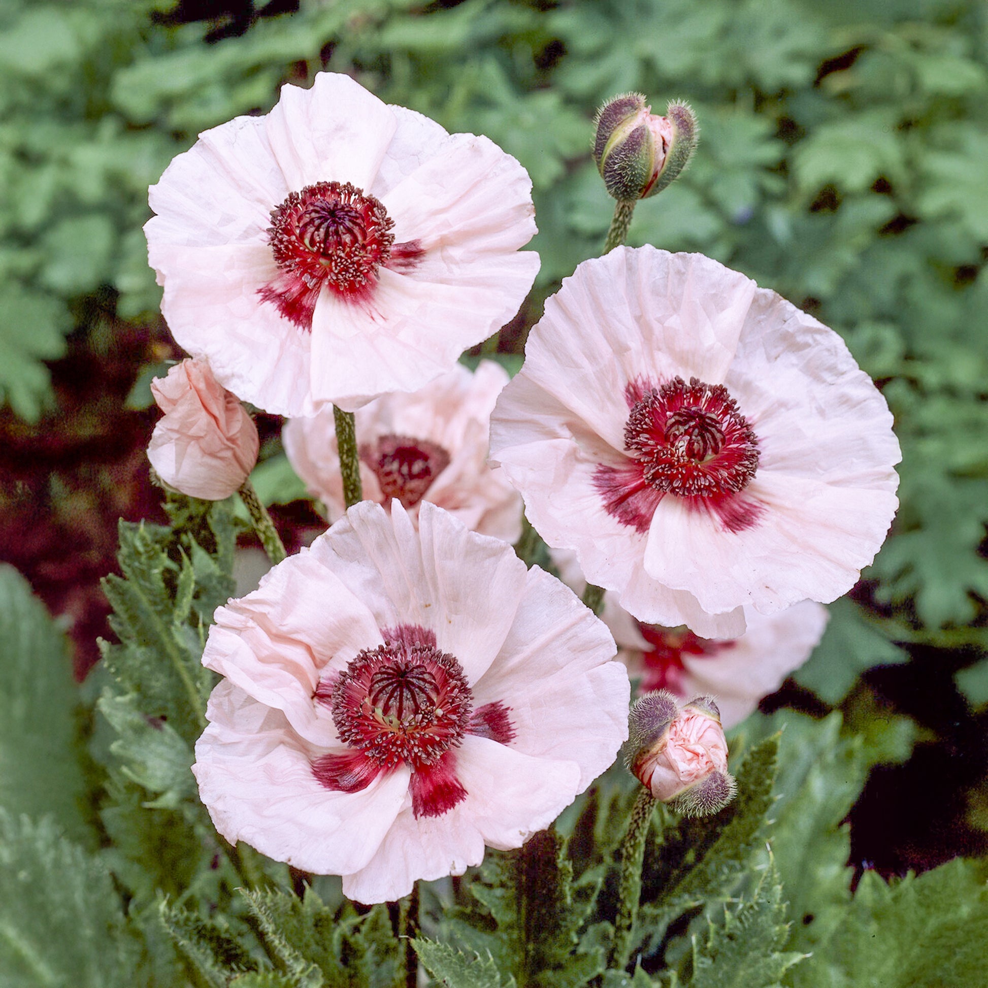 Orient-Mohn 'Karine' - Bakker