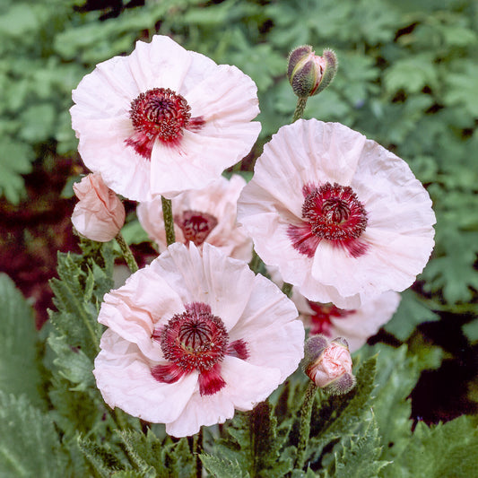 Orient-Mohn 'Karine' - Bakker