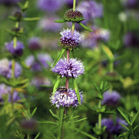 Mentha cervina - Hirschminze - Uferpflanzen