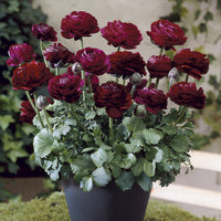 Ranunculus Pauline Violet - Asiatische Ranunkeln ‘Pauline Violet’ (x10) - Ranunkeln-Zwiebeln