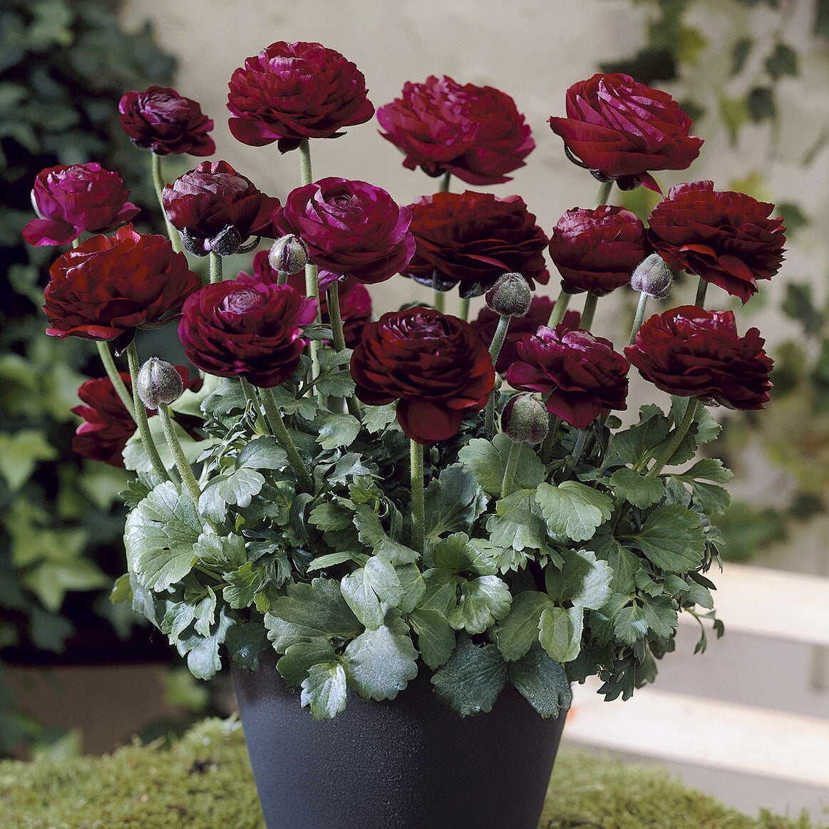Ranunculus Pauline Violet - Asiatische Ranunkeln ‘Pauline Violet’ (x10) - Ranunkeln-Zwiebeln