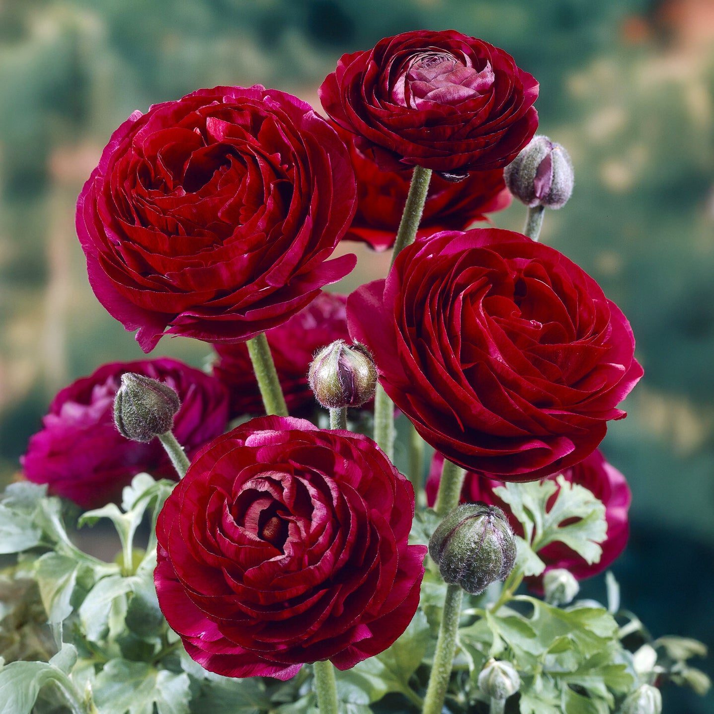 Asiatische Ranunkeln ‘Pauline Violet’ (x10) - Bakker