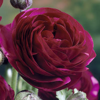 Asiatische Ranunkeln ‘Pauline Violet’ (x10) - Ranunculus Pauline Violet - Bakker