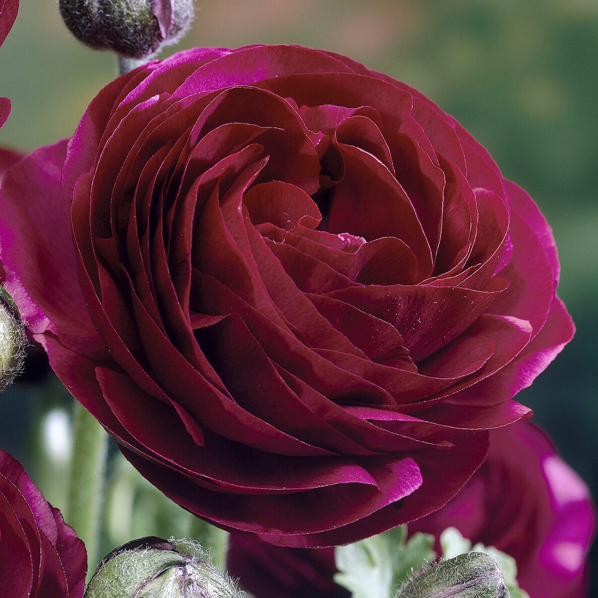 Asiatische Ranunkeln ‘Pauline Violet’ (x10) - Ranunculus Pauline Violet - Bakker