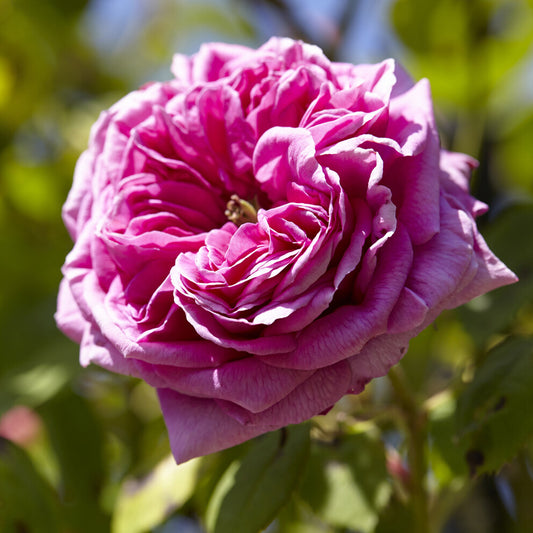 Bourbonrose 'Madame Isaac Pereire' - Bakker