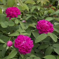 Rosa Rose de Rescht - Historische Rose 'Rose de Rescht' - Rosen