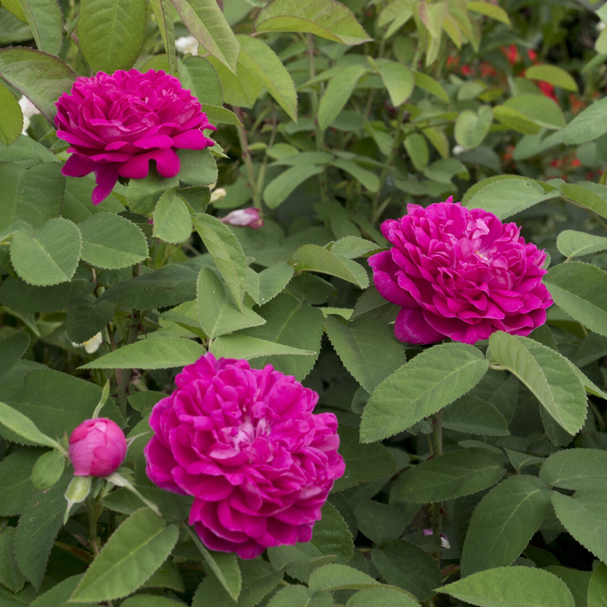Rosa Rose de Rescht - Historische Rose 'Rose de Rescht' - Rosen