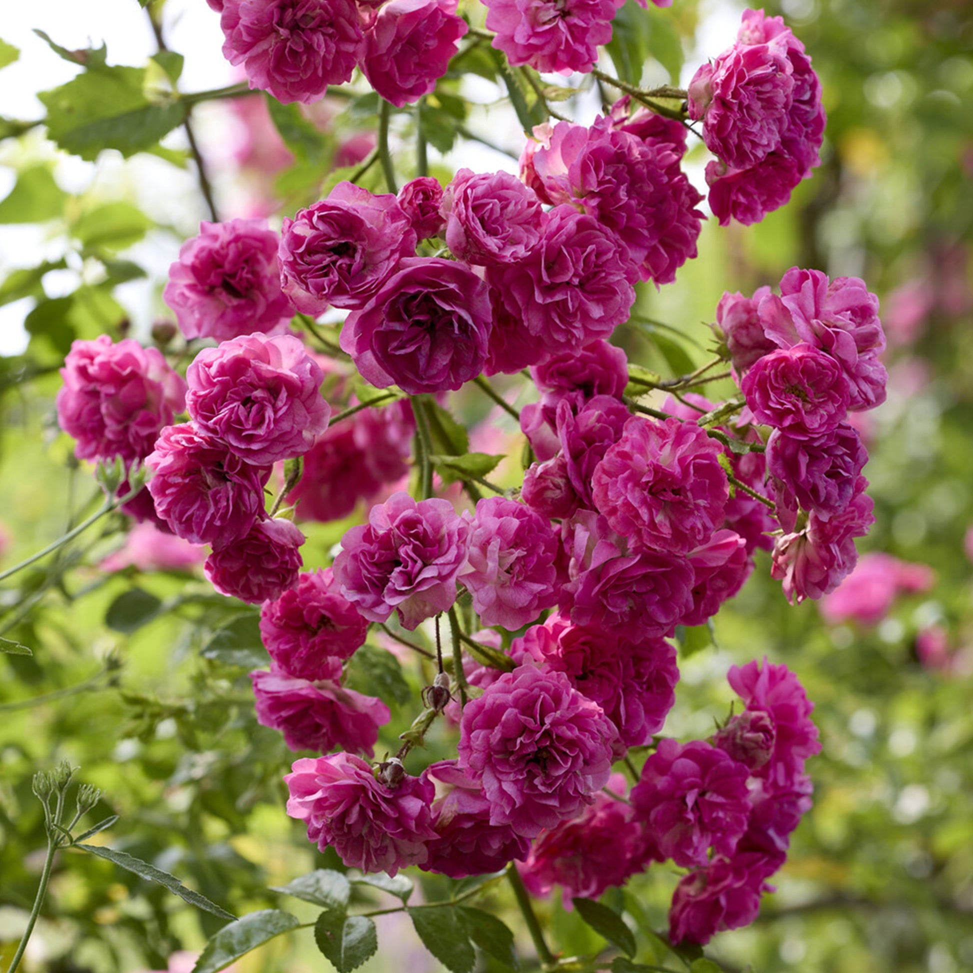 Kletterrose ‘Super Excelsa’® - Bakker