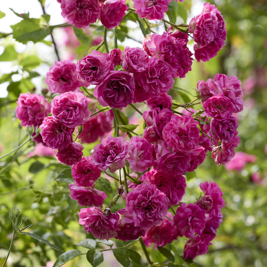Kletterrose ‘Super Excelsa’® - Bakker