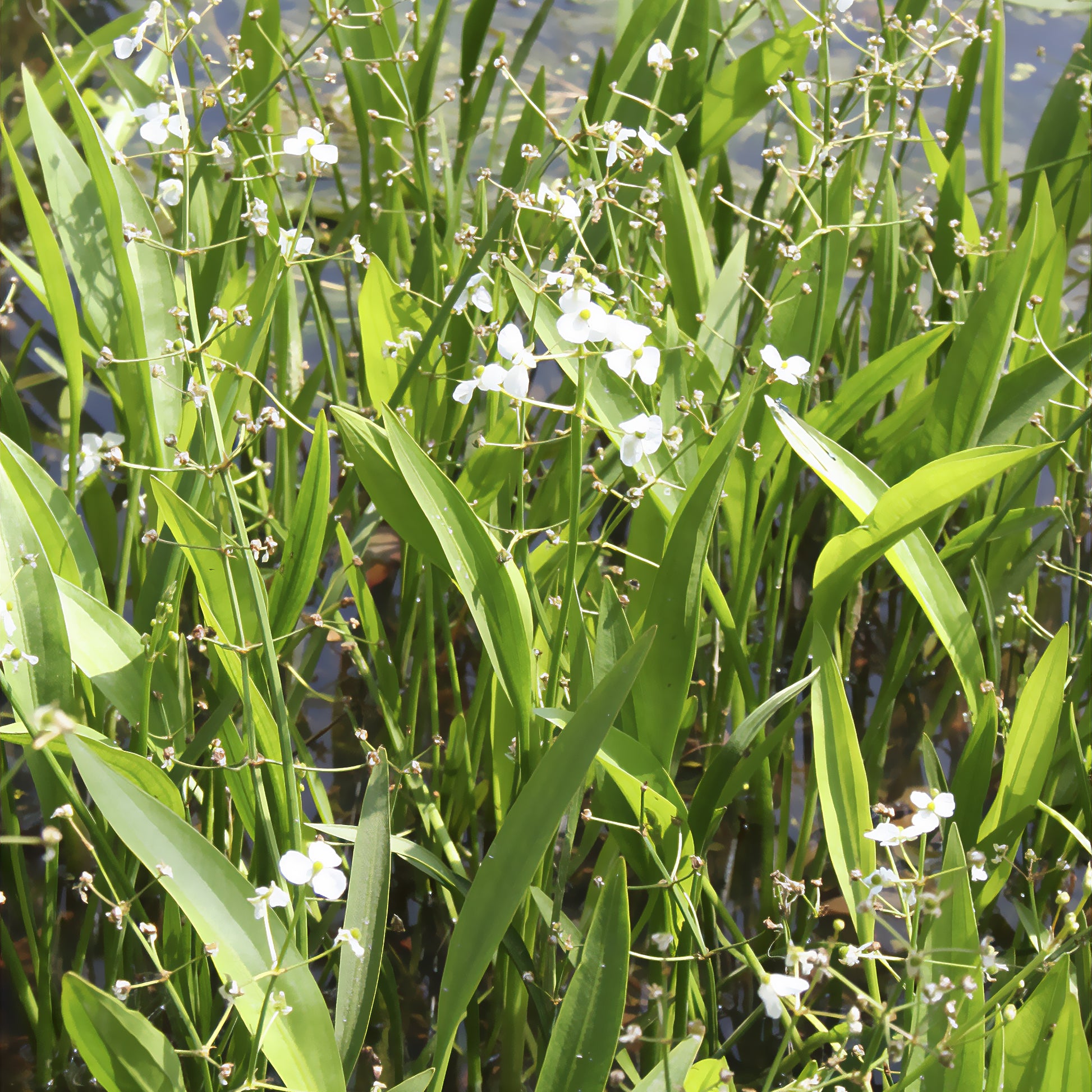 Sagittaria graminea - Grasartiges Pfeilkraut - Uferpflanzen