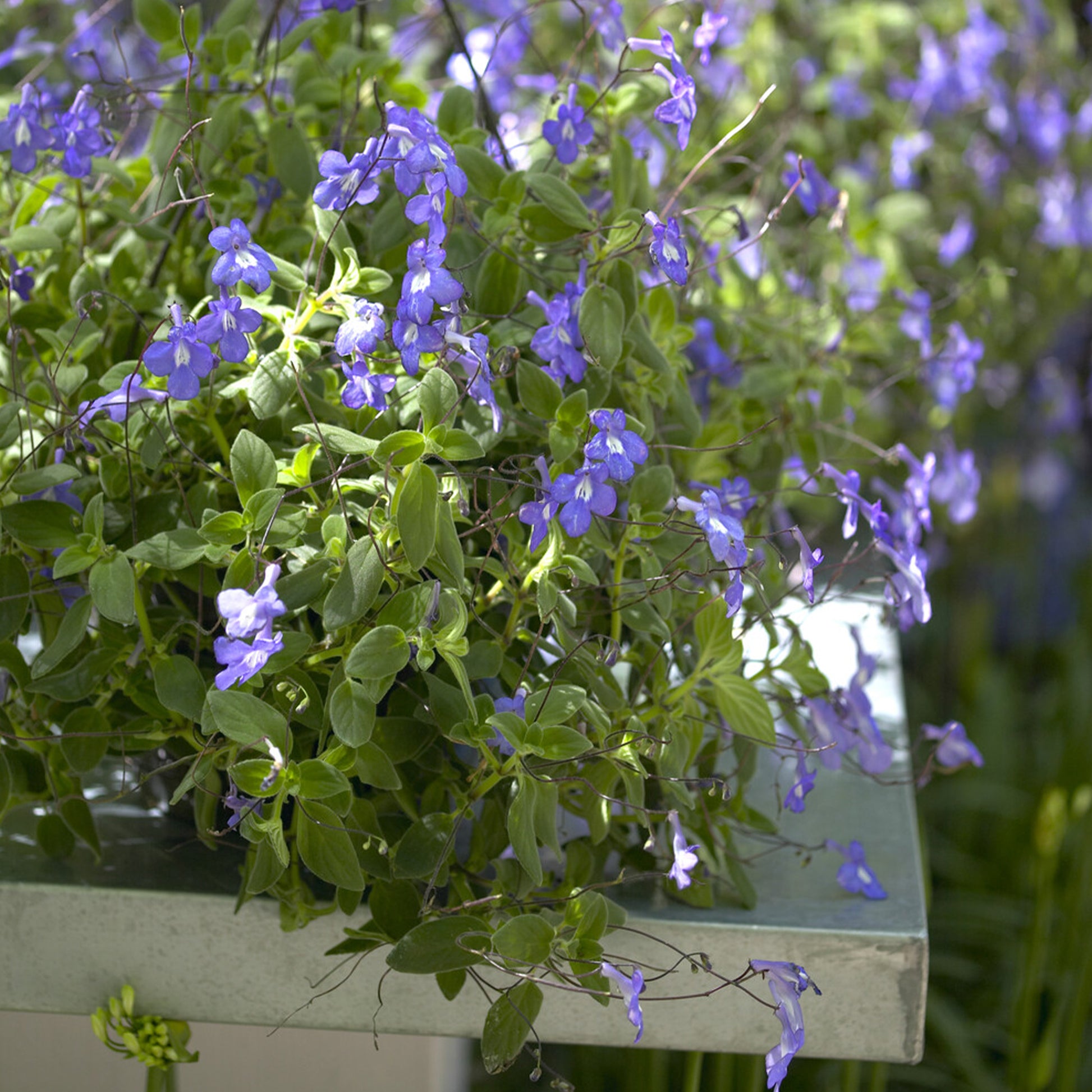 Streptocarpus saxorum - Purpur-Streptocarpus - Blumen für Terrasse und Balkon