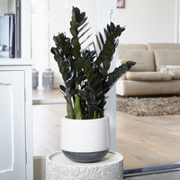 Glücksfeder ‘Raven’ - Zamioculcas zamiifolia Raven - Bakker