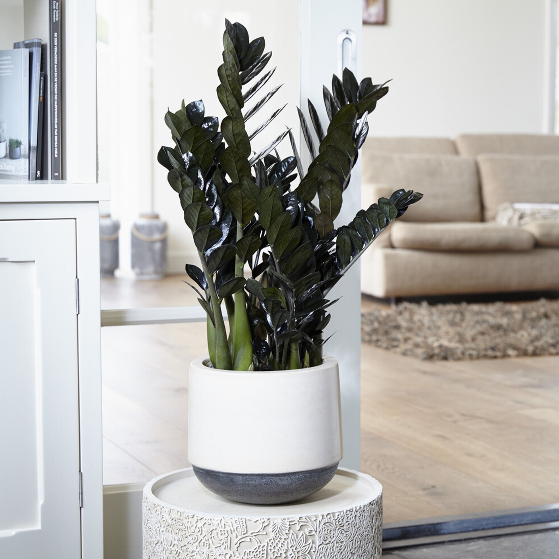 Glücksfeder ‘Raven’ - Zamioculcas zamiifolia Raven - Bakker