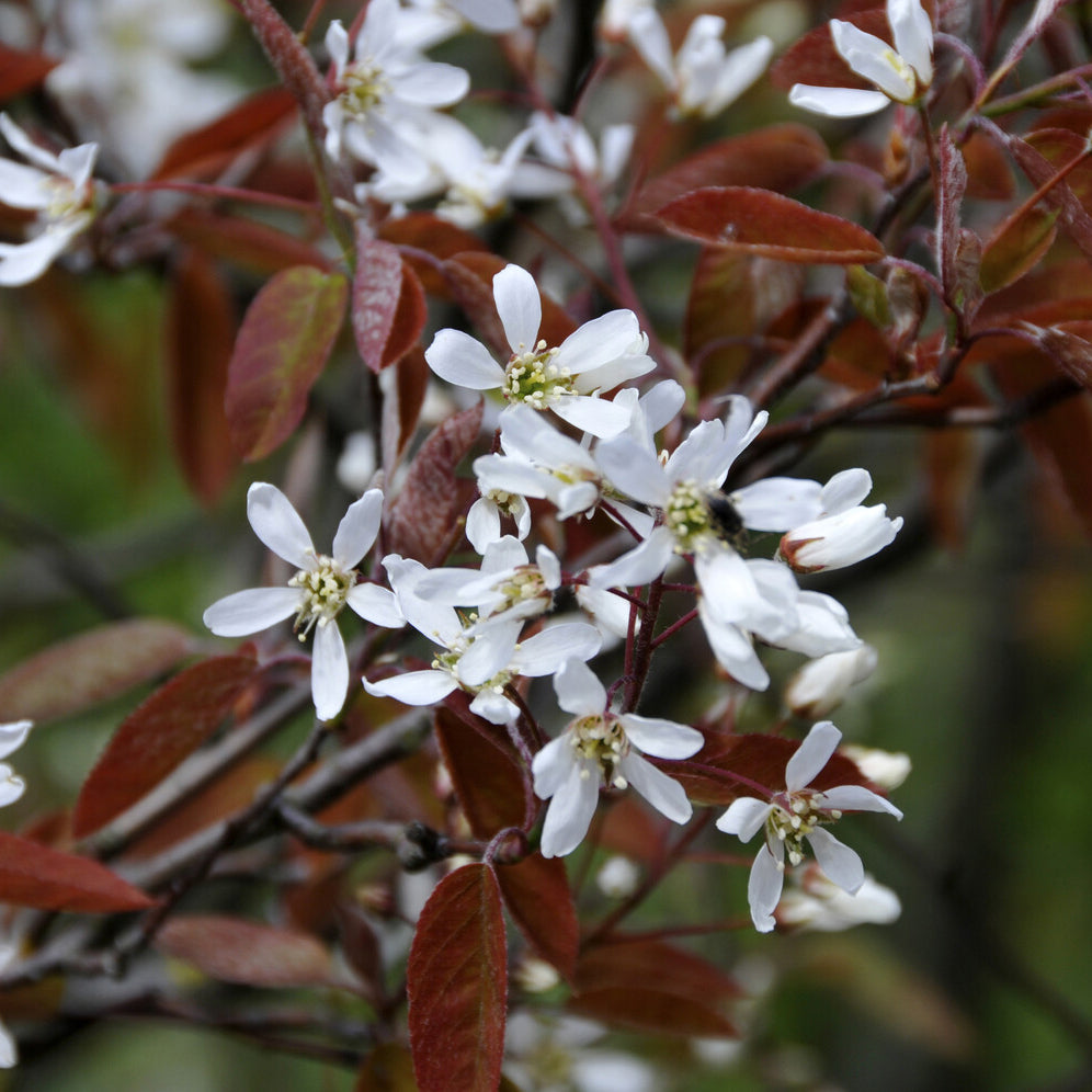 Felsenbirne (Amelanchier laevis) - Bakker