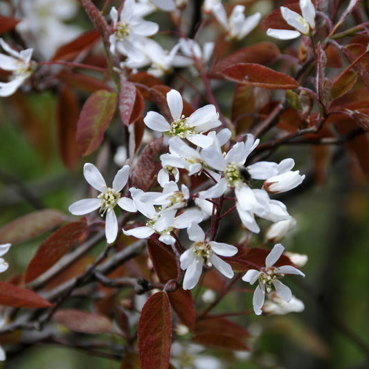 Felsenbirne (Amelanchier laevis) - Bakker