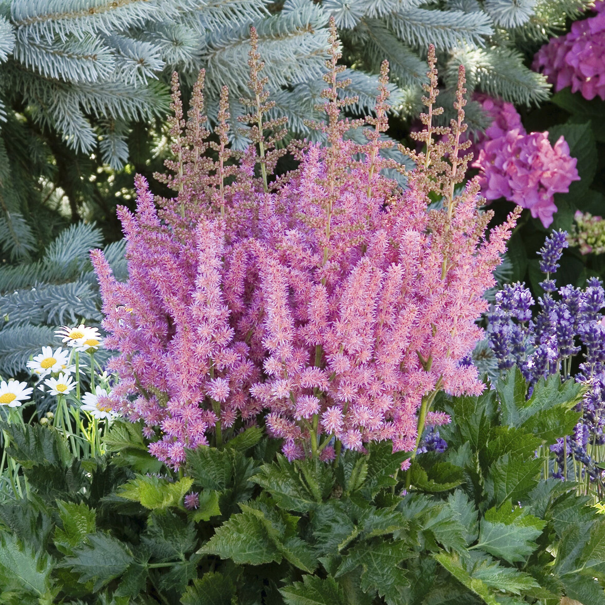Prachtspiere ‘Little Vision in Pink’® - Astilbe Little Vision in Pink ® - Bakker