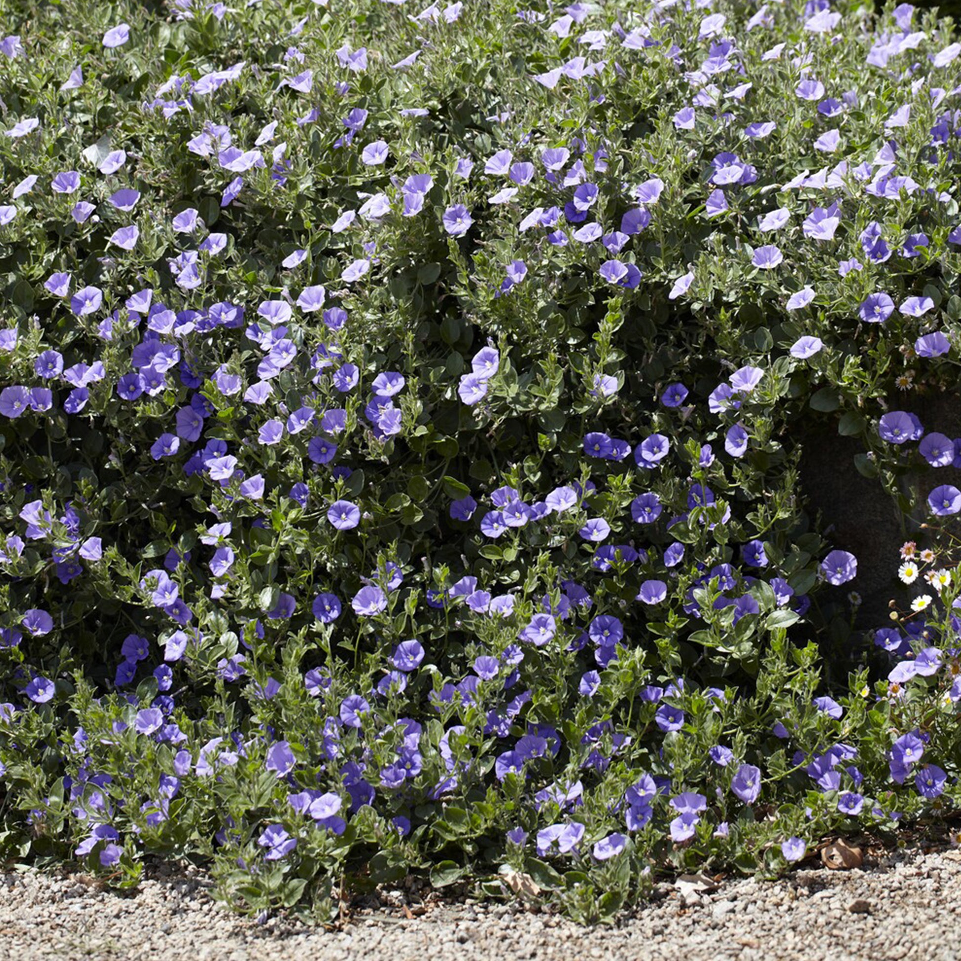 Convolvulus sabatius Compacta - Mauretanische Winde ‘Compacta’ - Bodendecker