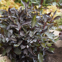 Weißer Hartriegel ‘Nightfall’® - Cornus alba Nightfall® - Bakker