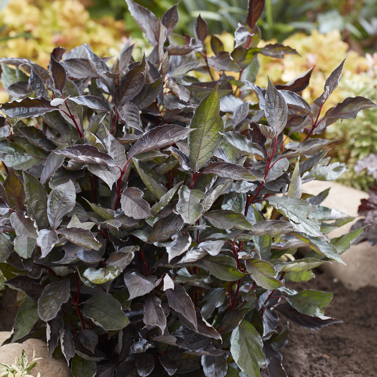 Weißer Hartriegel ‘Nightfall’® - Cornus alba Nightfall® - Bakker