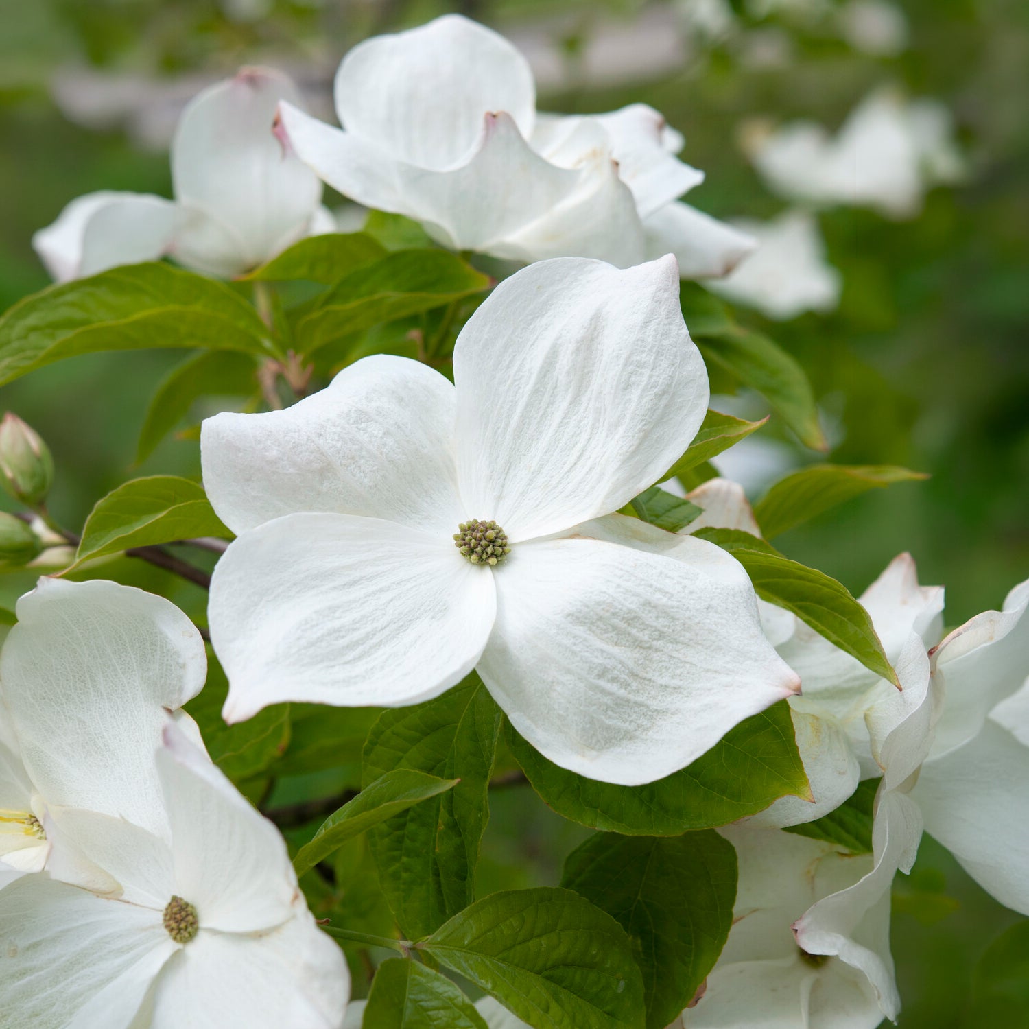 Amerikanischer Blumen-Hartriegel - Cornus florida - Bakker